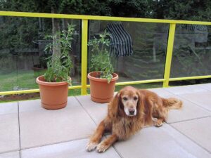 About Upland Construction Inc. 1 Dog lying on deck